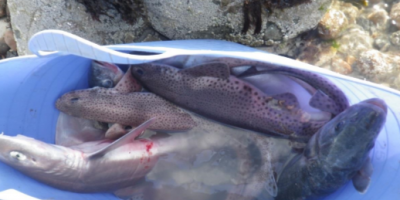 illegal fish netting on Sussex beach.png